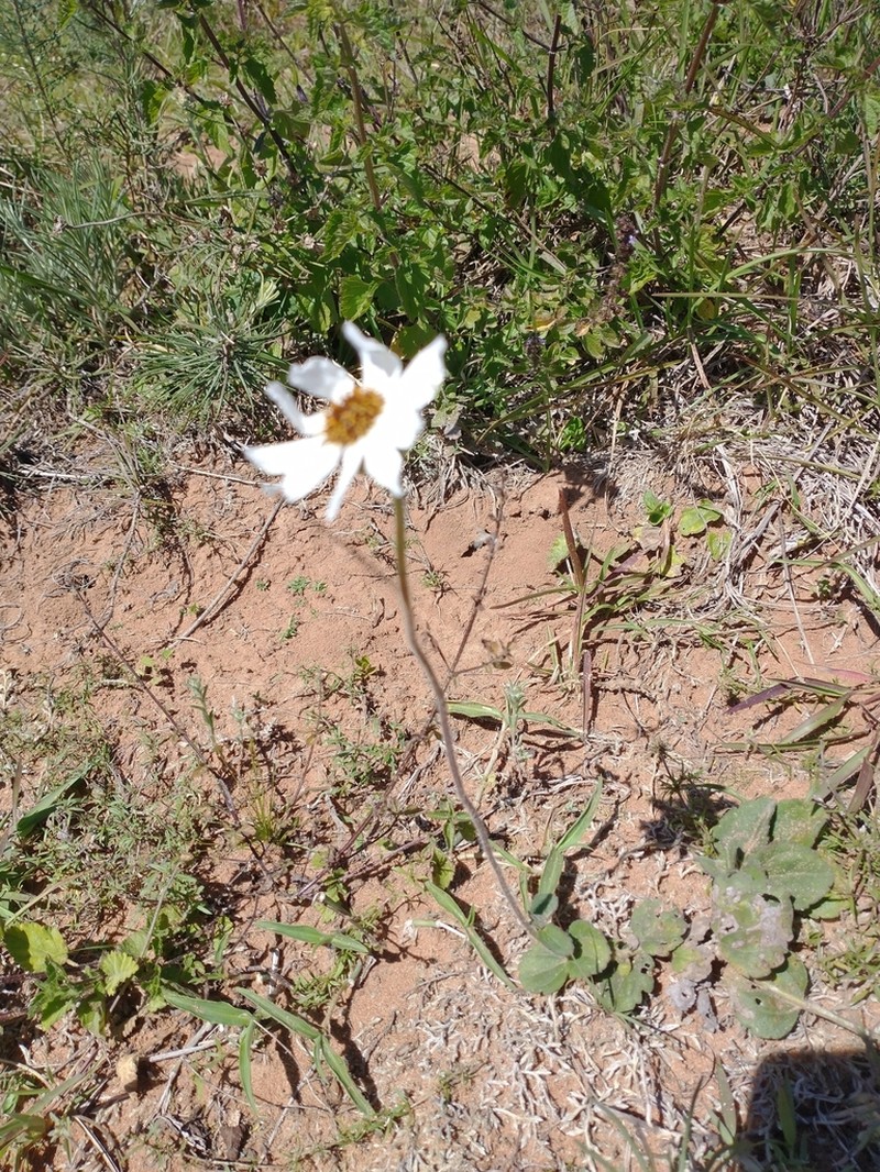 Calea paraguayensis photo 2