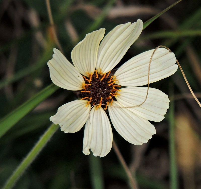 Calea paraguayensis photo 3