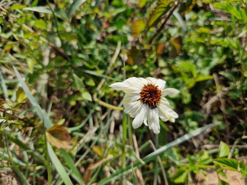 Calea paraguayensis photo 4