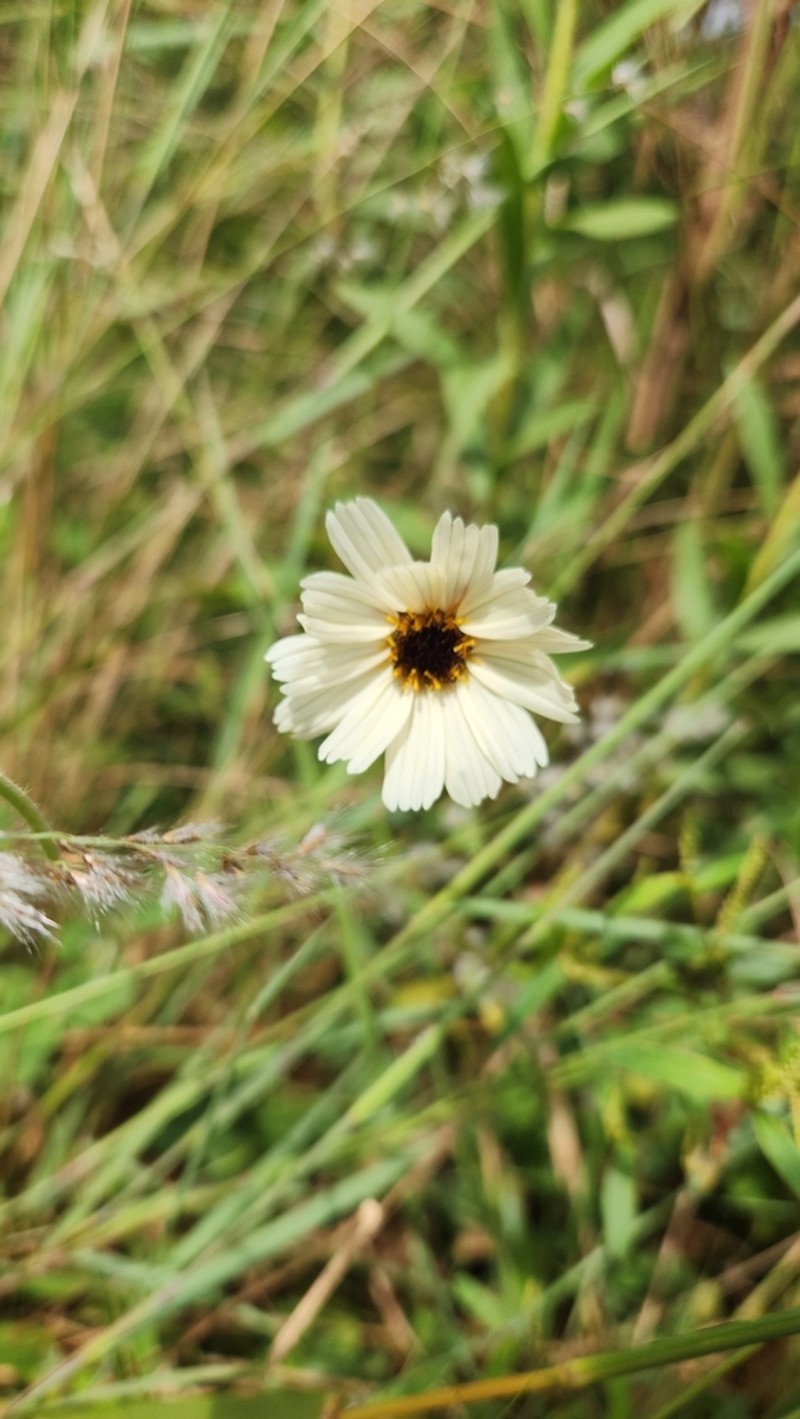 Calea paraguayensis photo 5