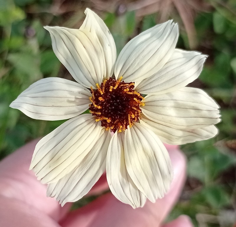 Calea paraguayensis photo 6