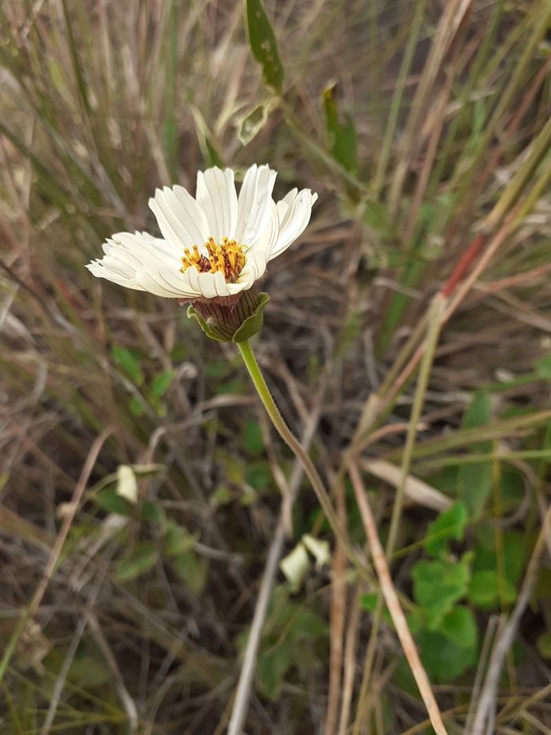 Calea paraguayensis photo 8