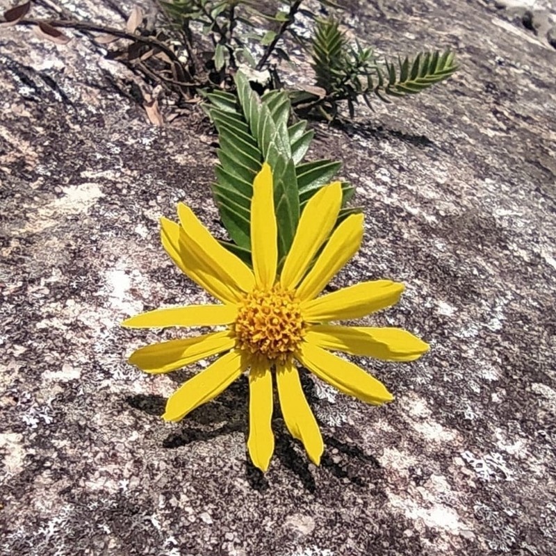 Calea parvifolia