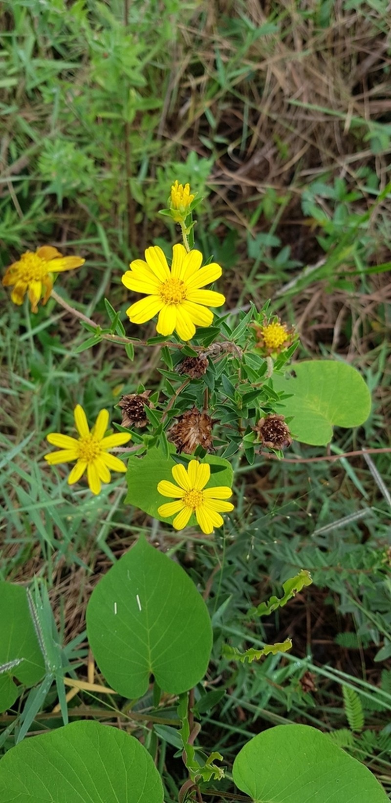 Calea parvifolia photo 2