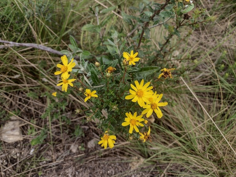 Calea parvifolia photo 3