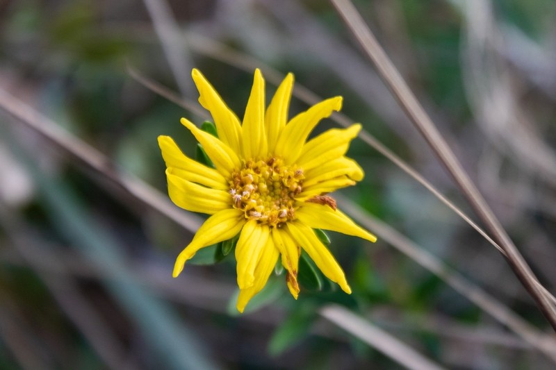 Calea parvifolia photo 4