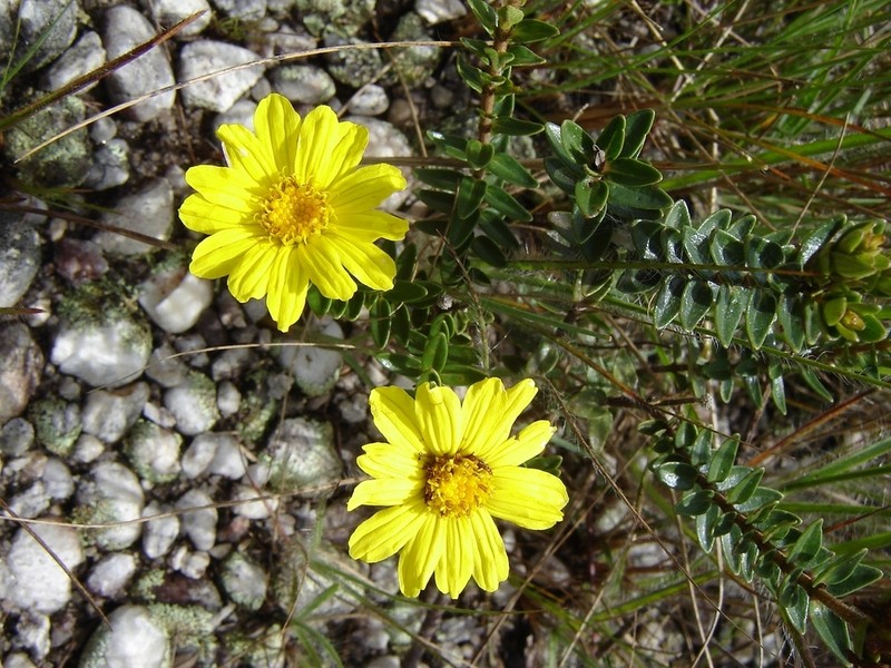 Calea parvifolia photo 5