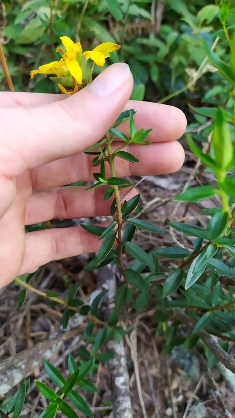 Calea parvifolia photo 6