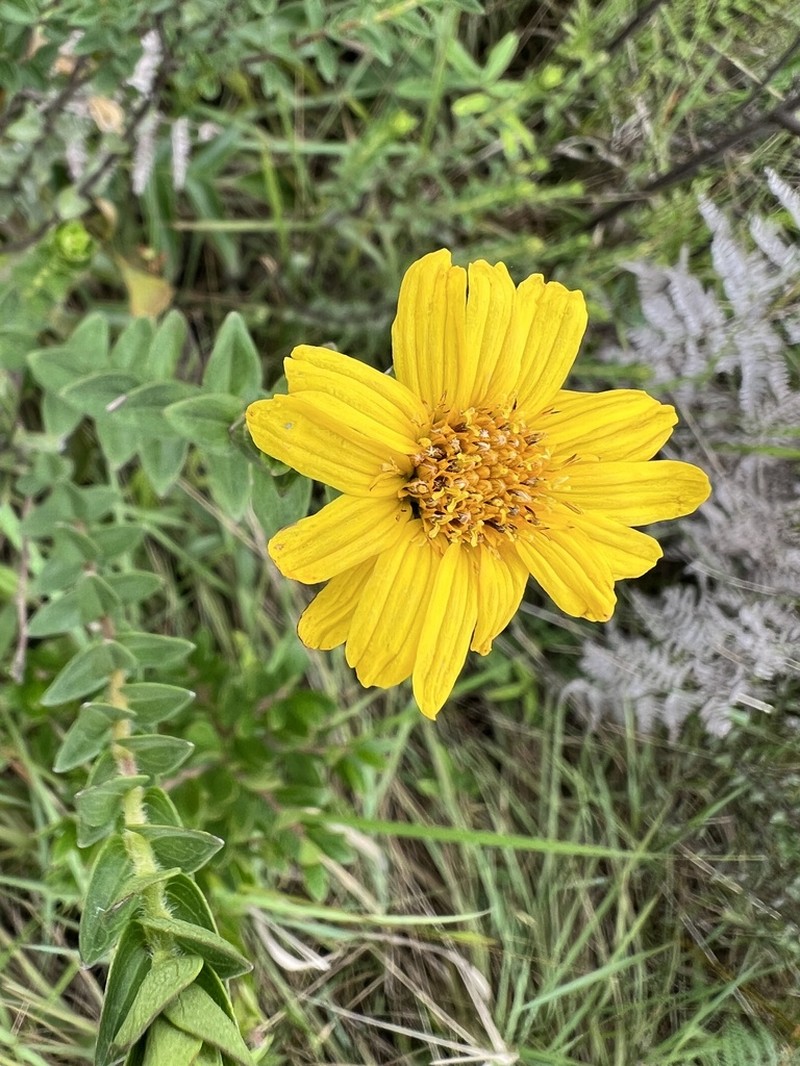 Calea parvifolia photo 7