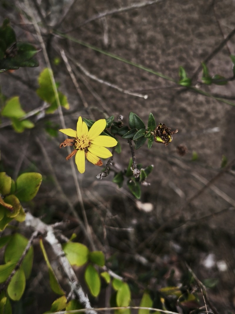 Calea parvifolia photo 8