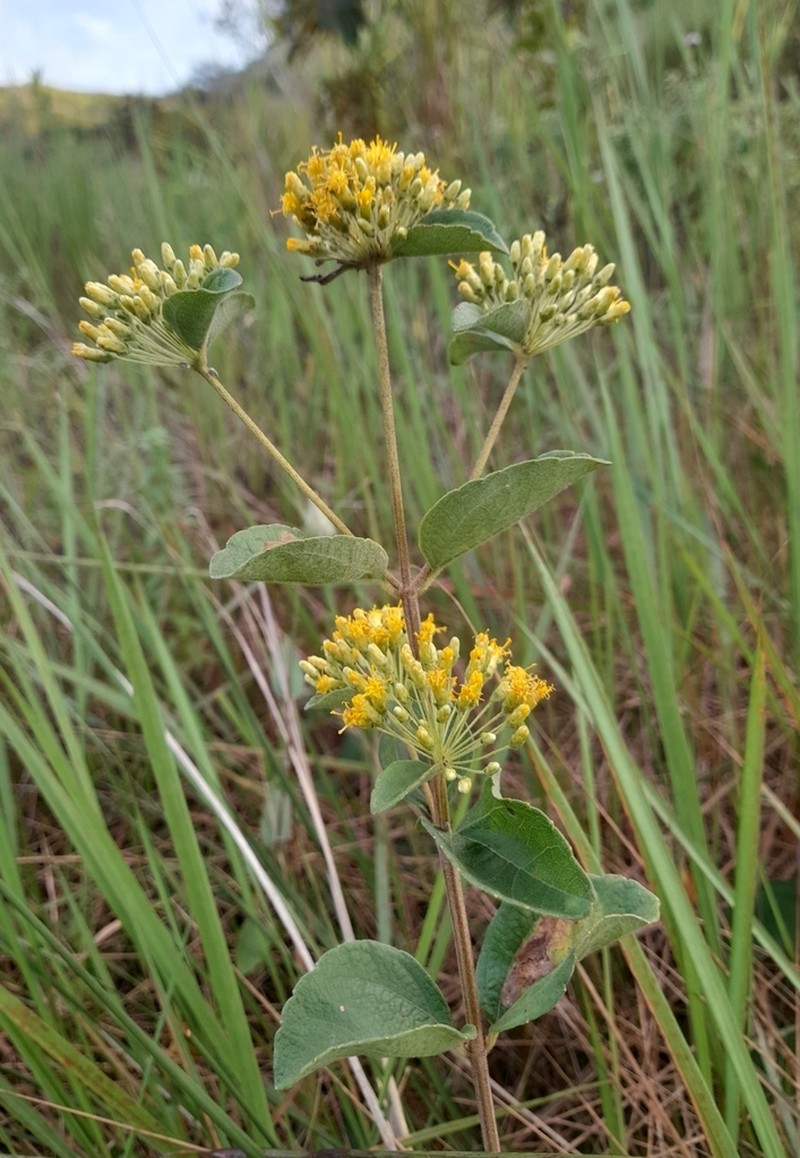 Calea perijaensis photo 2
