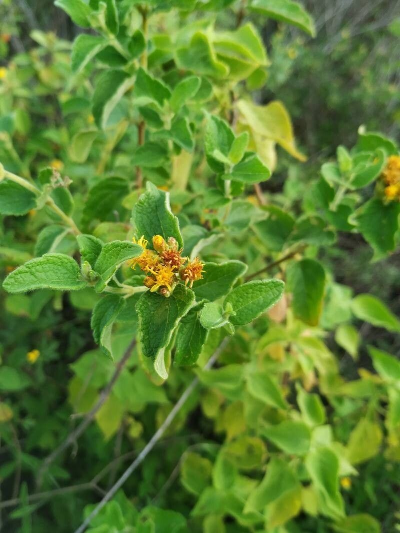 Calea perijaensis photo 3