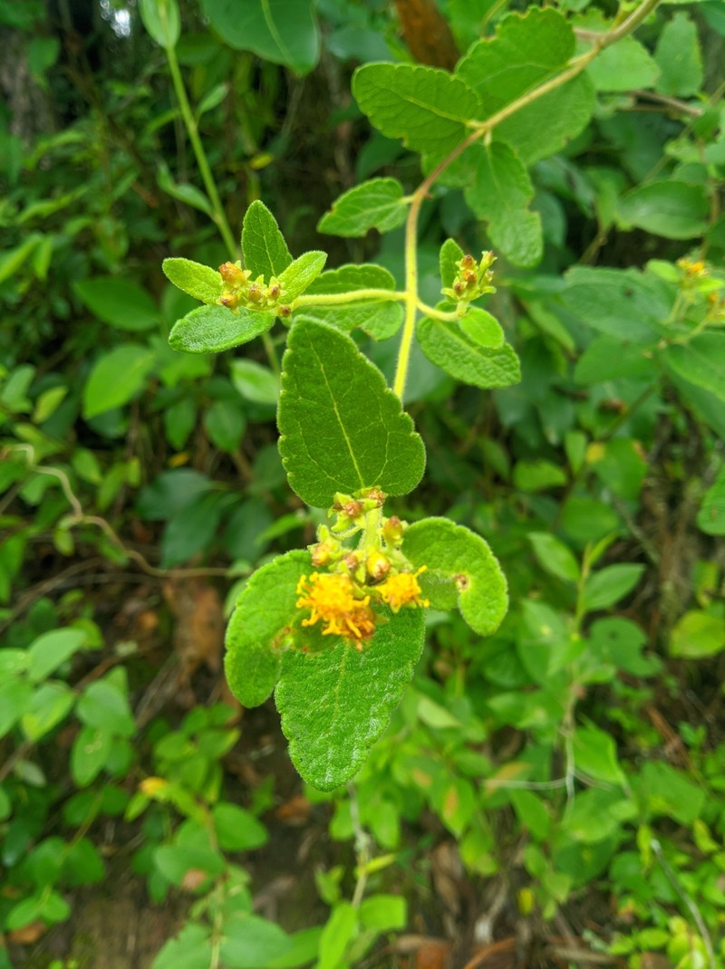 Calea perijaensis photo 4