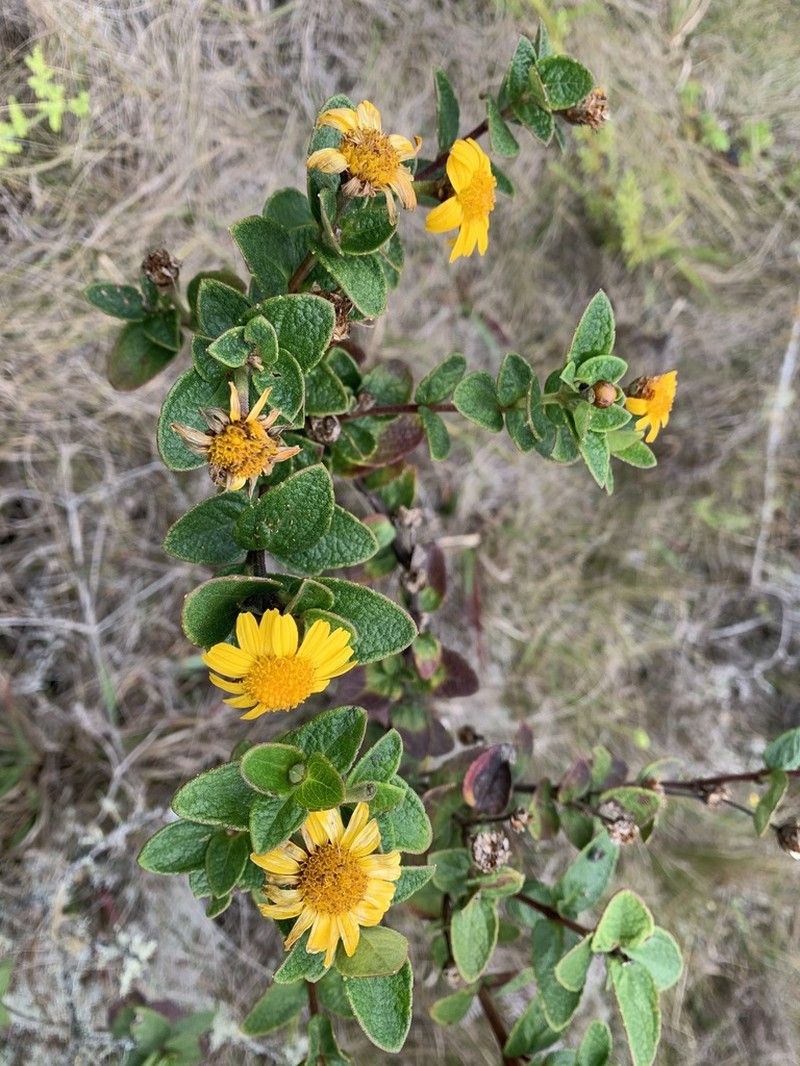 Calea peruviana