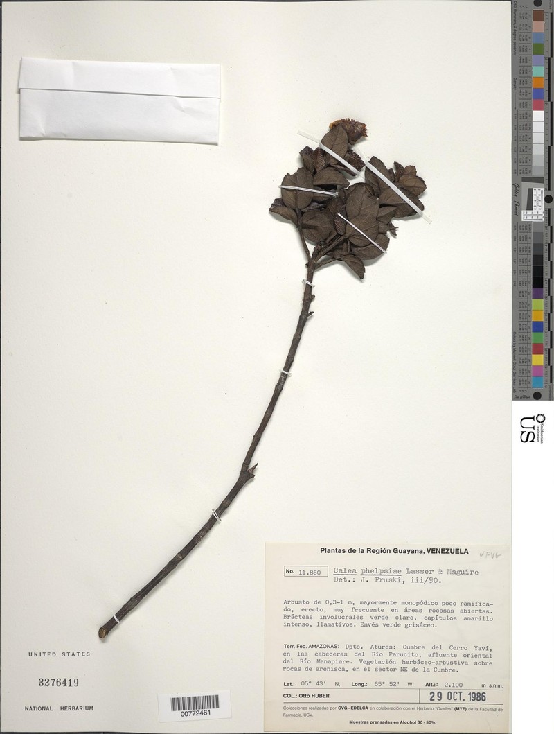 Calea phelpsiae