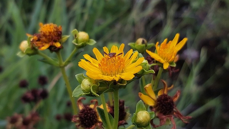 Calea phyllolepis