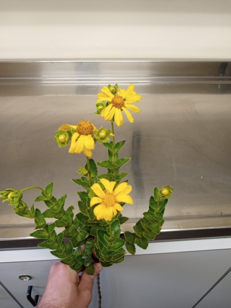 Calea phyllolepis photo 2