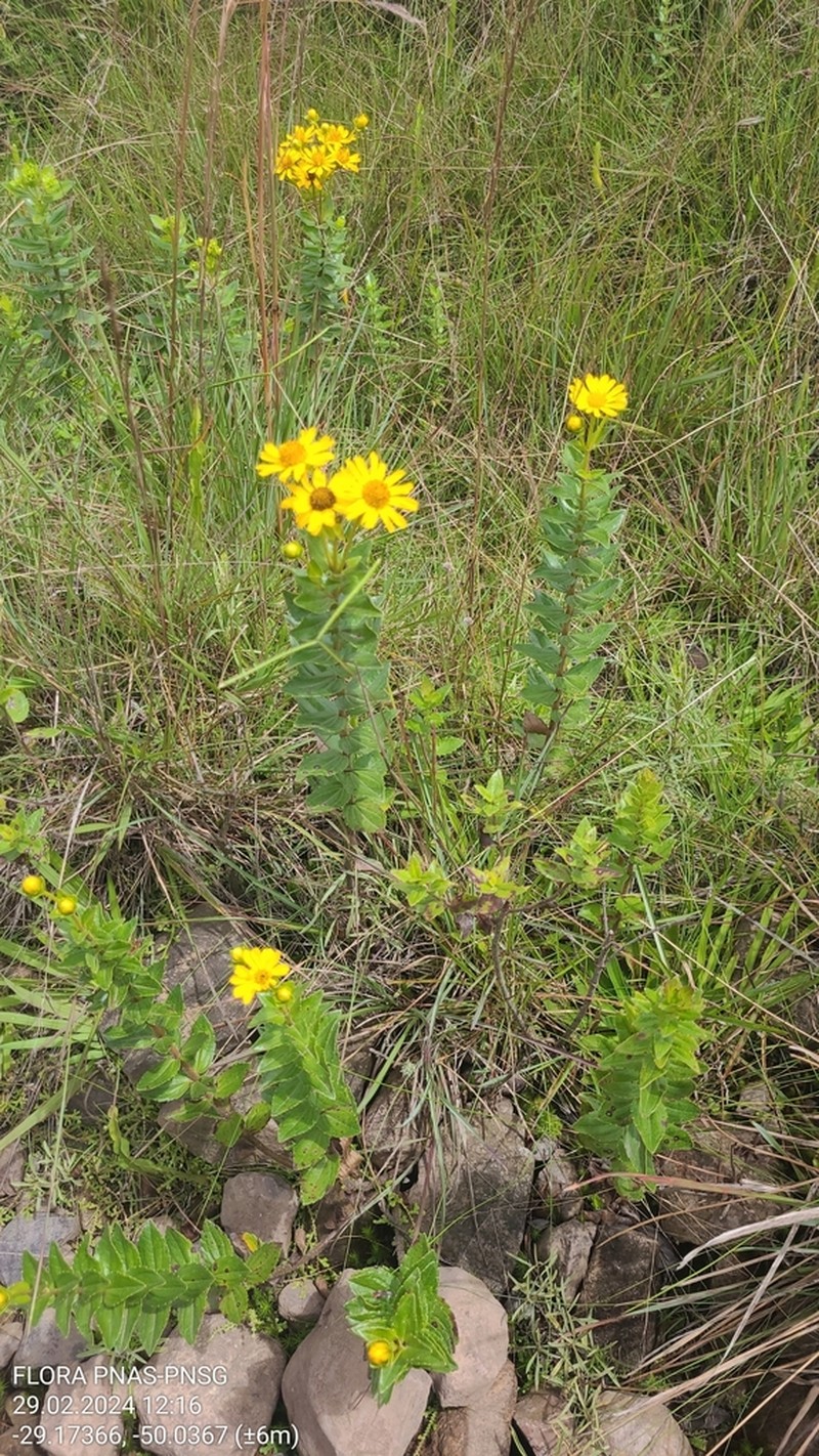 Calea phyllolepis photo 4