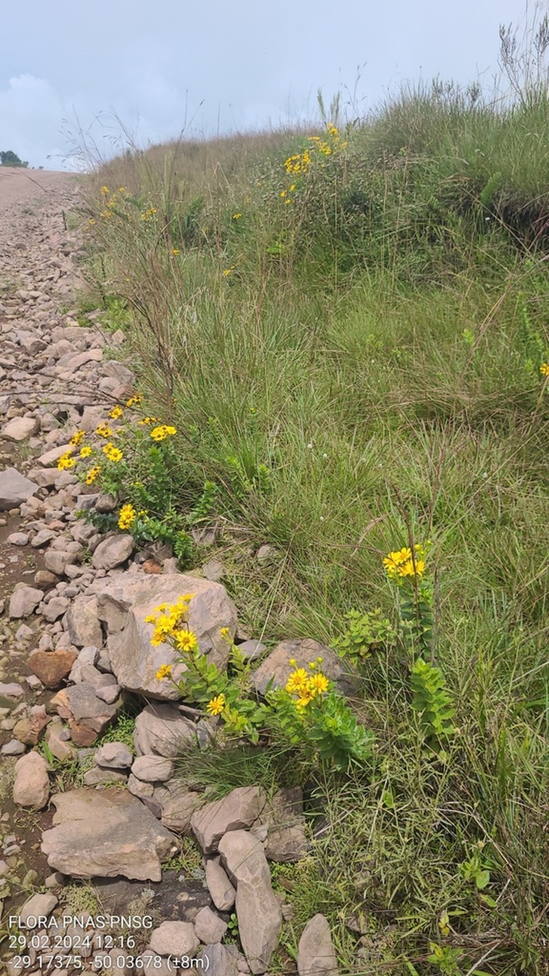 Calea phyllolepis photo 5