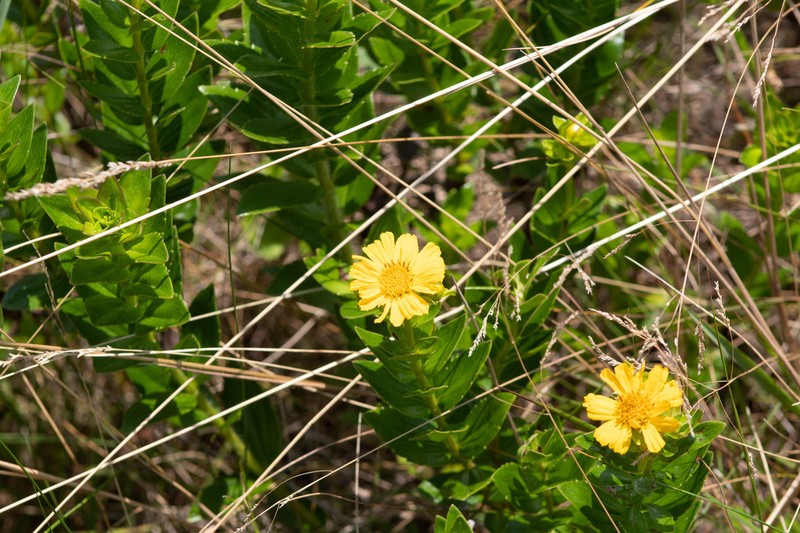 Calea phyllolepis photo 6