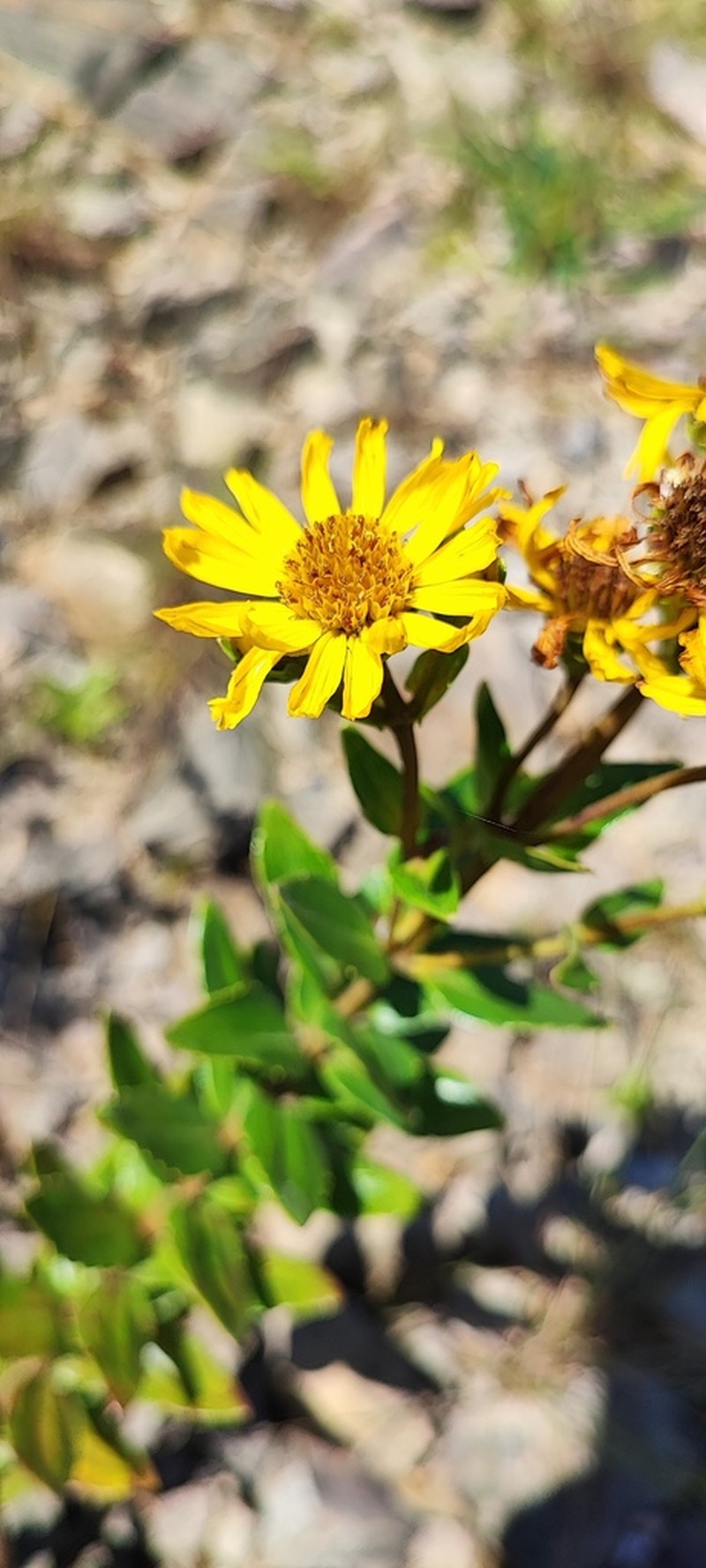 Calea phyllolepis photo 7
