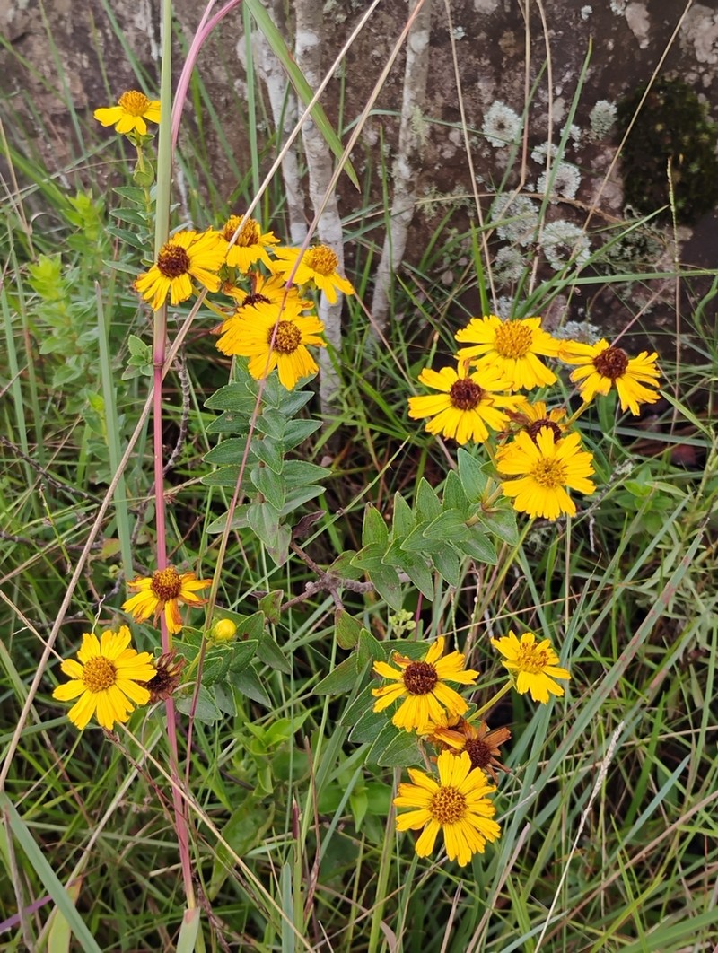 Calea phyllolepis photo 8