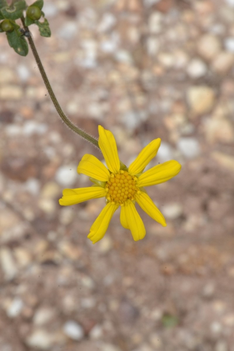 Calea pilosa