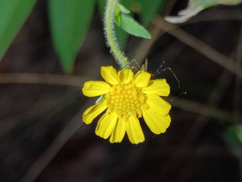 Calea pilosa photo 2