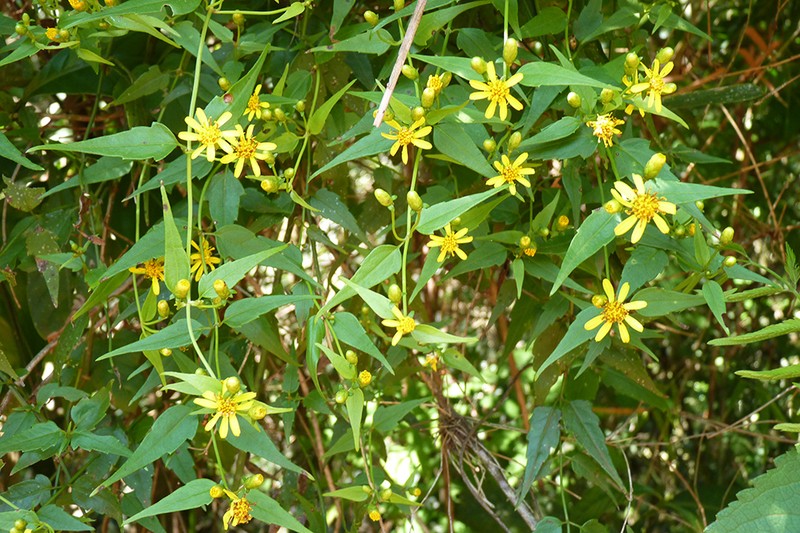 Calea pinnatifida
