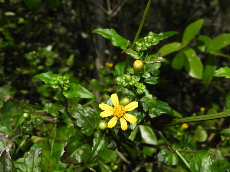 Calea pinnatifida photo 3