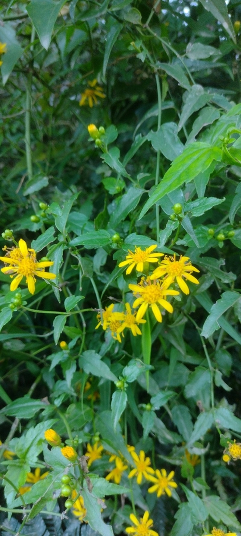 Calea pinnatifida photo 4