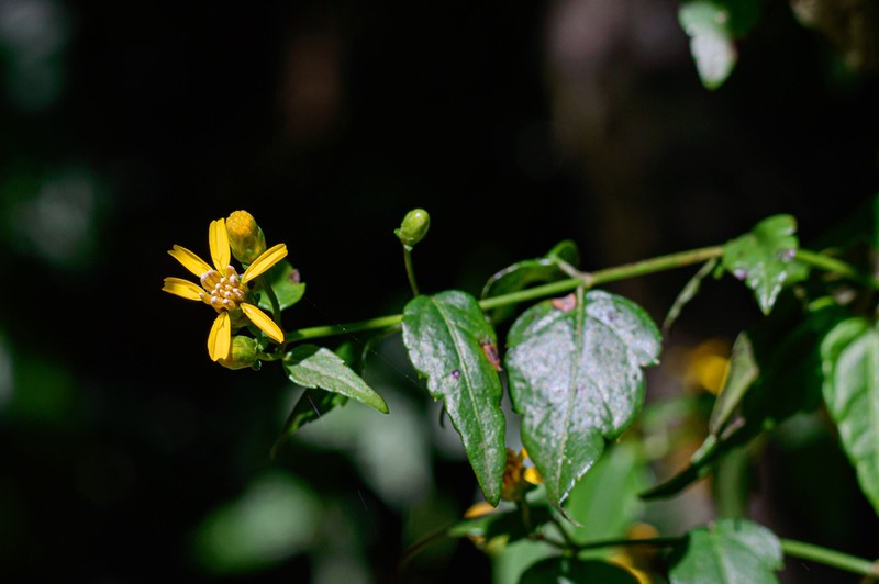 Calea pinnatifida photo 5
