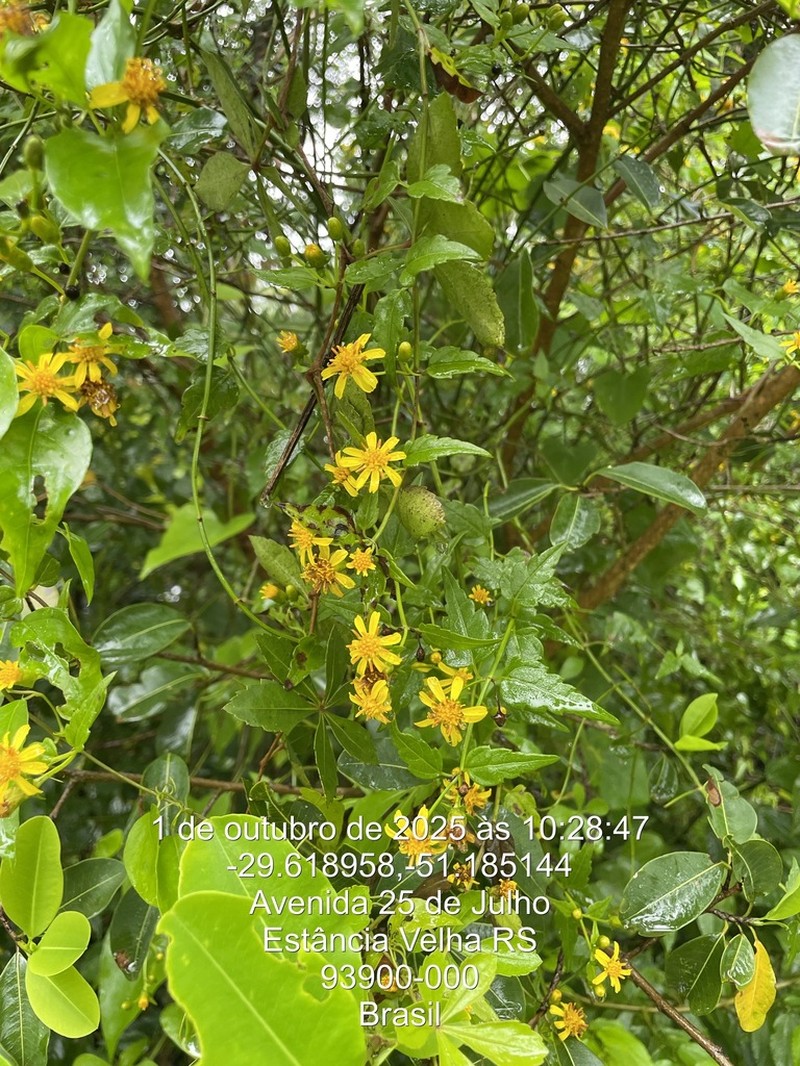 Calea pinnatifida photo 6