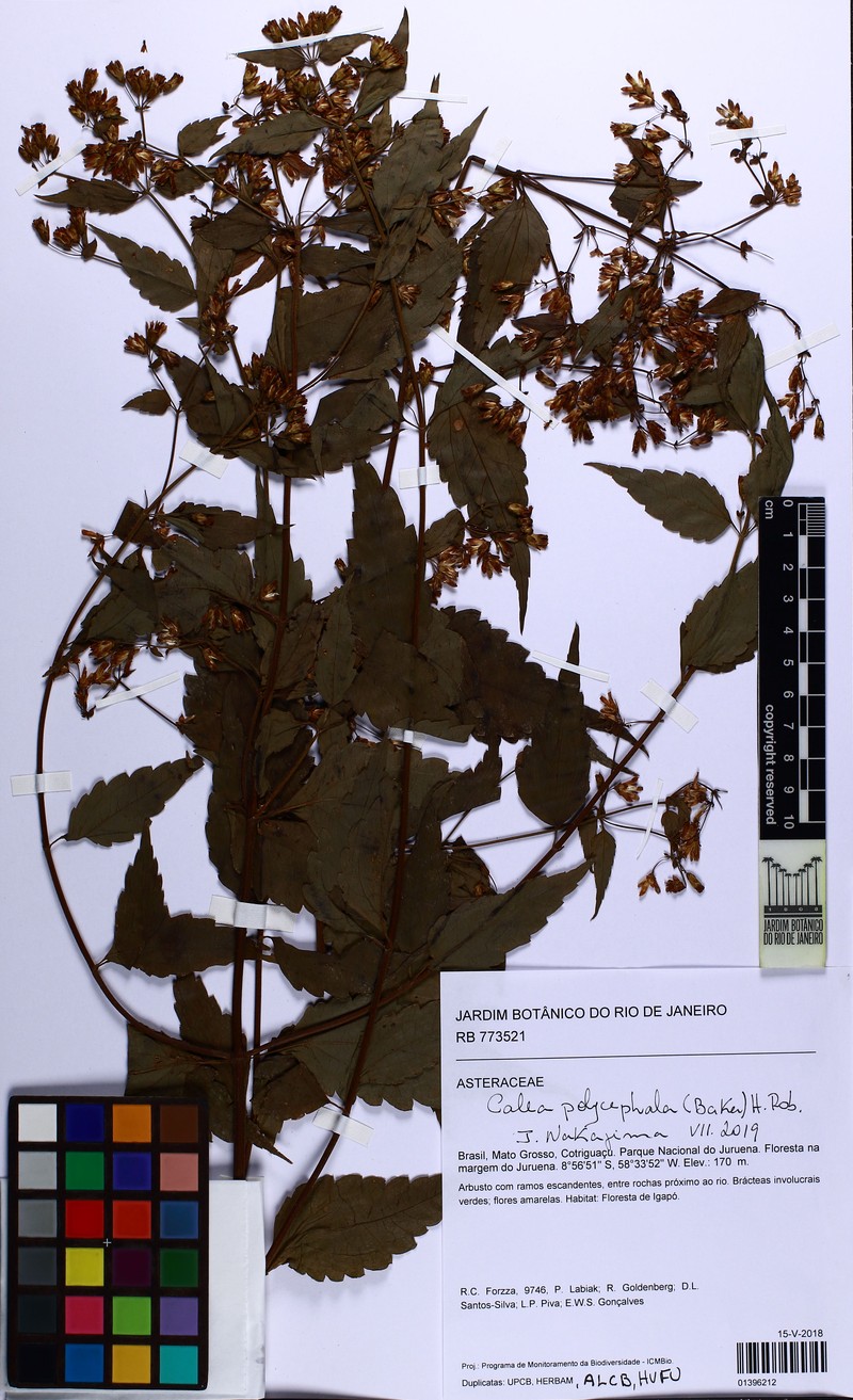 Calea polycephala