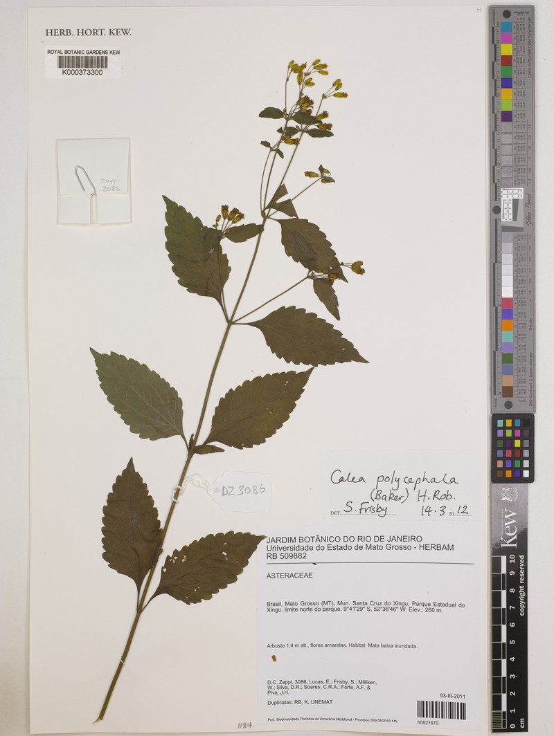 Calea polycephala photo 2