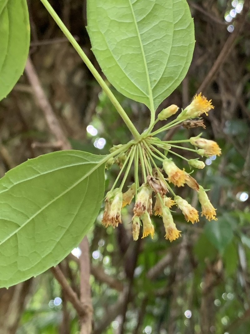 Calea prunifolia