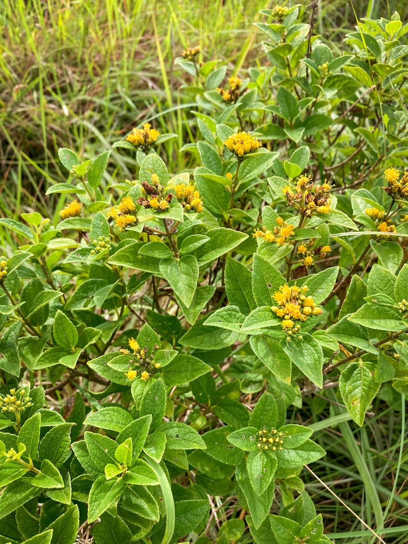 Calea prunifolia photo 2