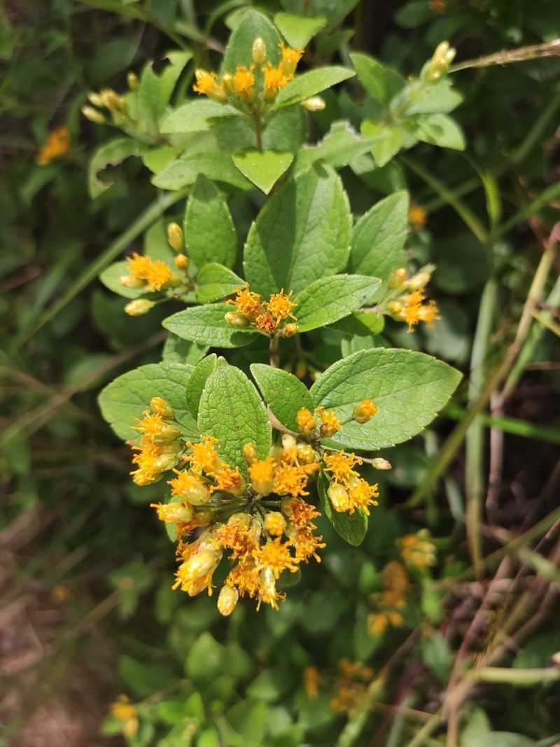 Calea prunifolia photo 3