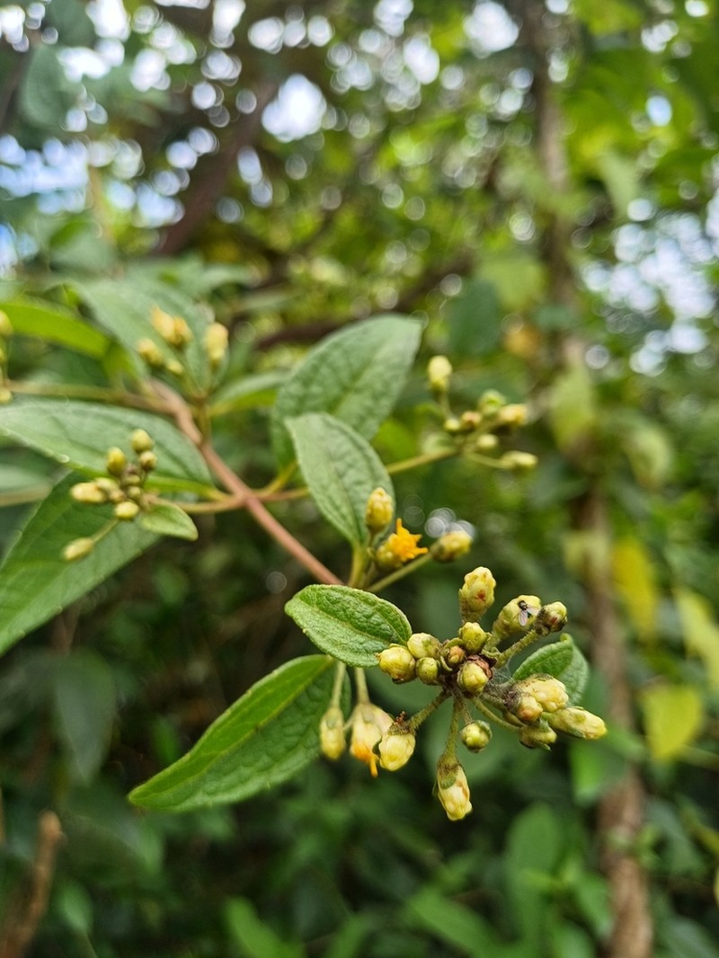 Calea prunifolia photo 4