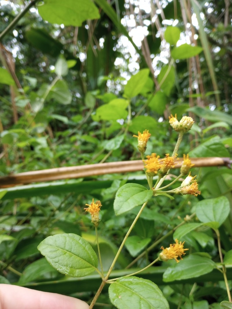 Calea prunifolia photo 5