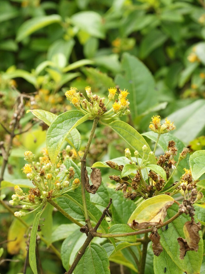 Calea prunifolia photo 6