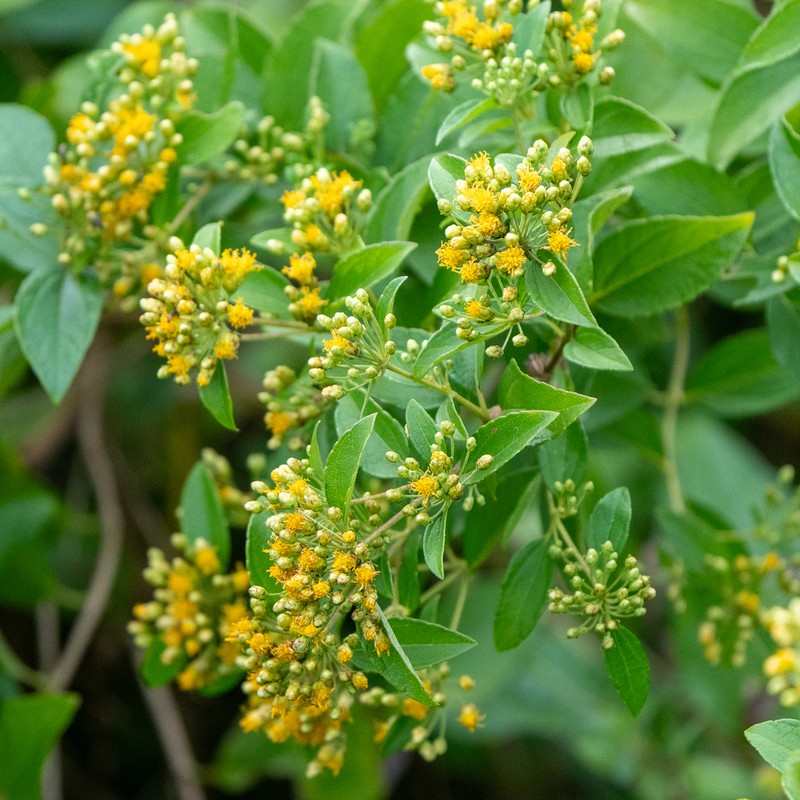 Calea prunifolia photo 7