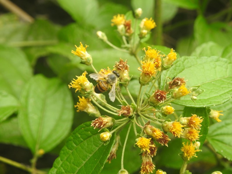 Calea prunifolia photo 8