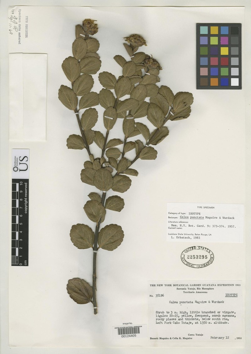 Calea punctata