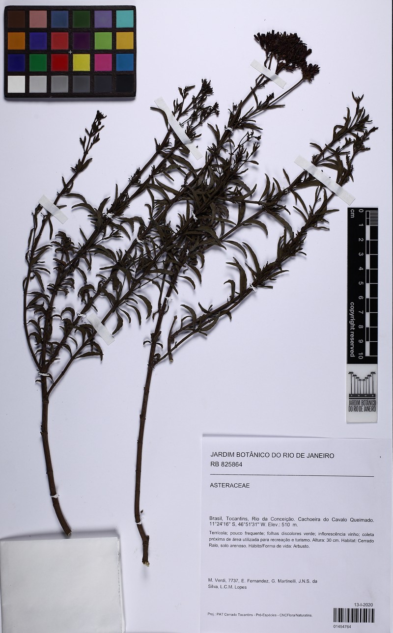 Calea purpurea