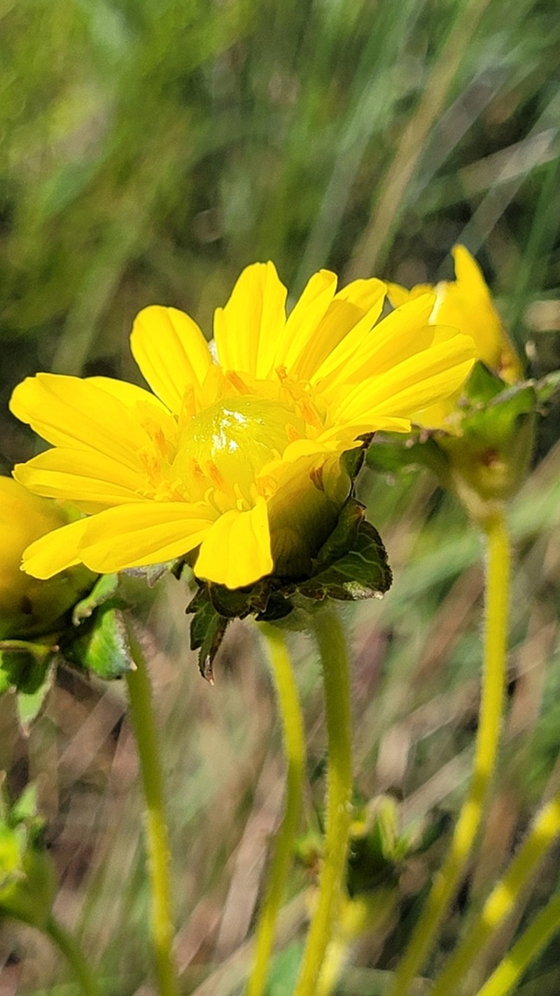 Calea quadrifolia