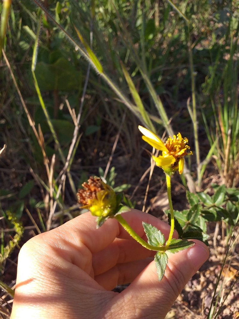 Calea quadrifolia photo 2