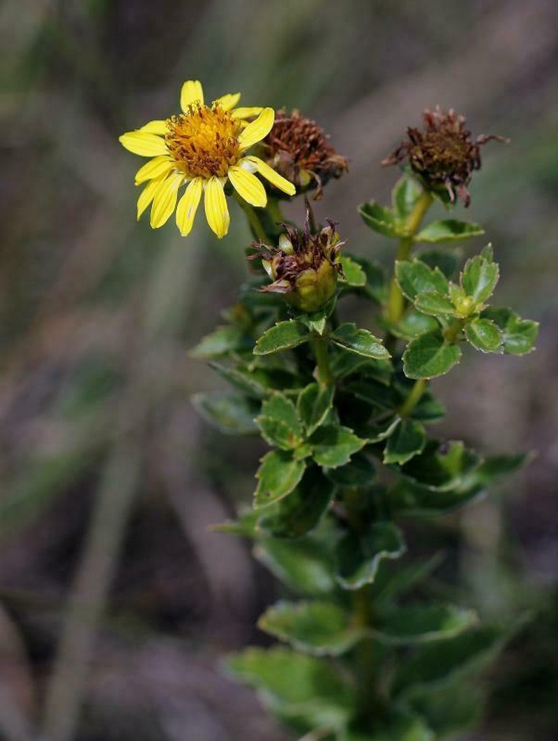 Calea quadrifolia photo 3