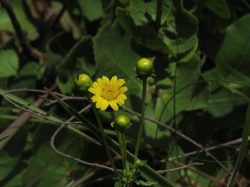 Calea quadrifolia photo 4