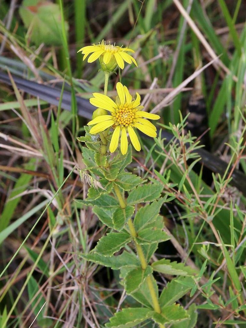 Calea quadrifolia photo 5